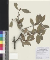 藏品(鄧氏胡頹子)的圖片